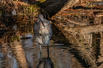 Great Blue Heron
