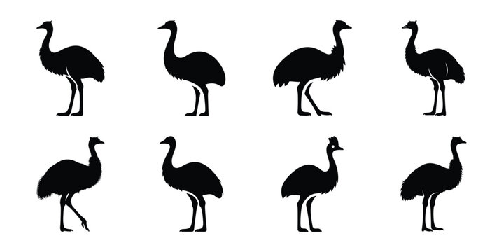 Set of silhouette emu in various poses isolated on background. Animal Vector elements for design.