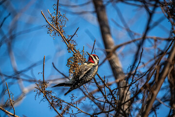 Woodpecker on Tree