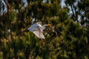 Snowy White Egret in Flight