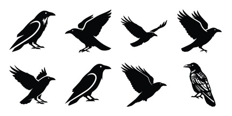 Obraz premium Set of silhouette raven in various poses isolated on background. Animal Vector elements for design.
