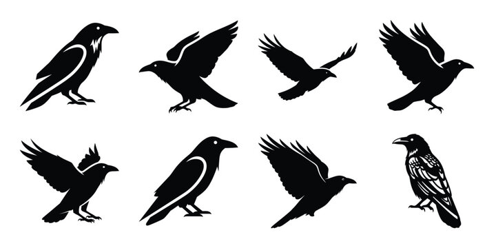Set of silhouette raven in various poses isolated on background. Animal Vector elements for design.
