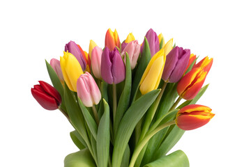Fototapeta premium Spring Tulips Bunch Isolated on Transparent Background