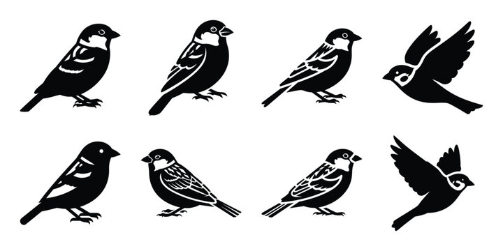 Set of silhouette sparrow in various poses isolated on background. Animal Vector elements for design.