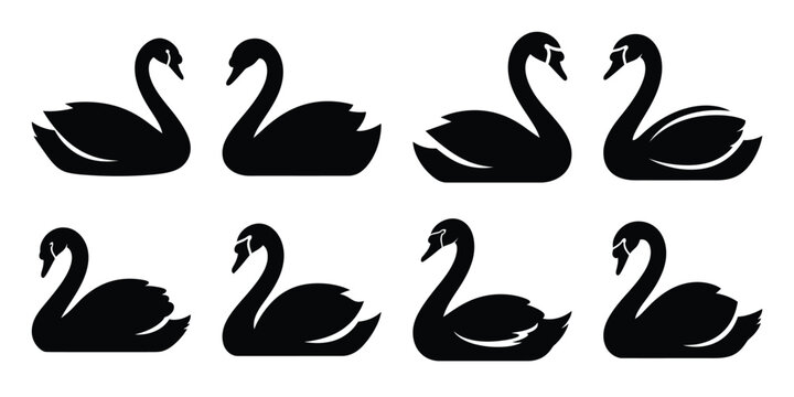 Set of silhouette swan in various poses isolated on background. Animal Vector elements for design.