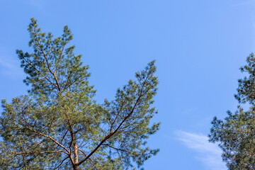 Obraz premium Pine Tree Canopy