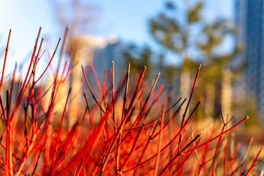 Red Dogwood Branches