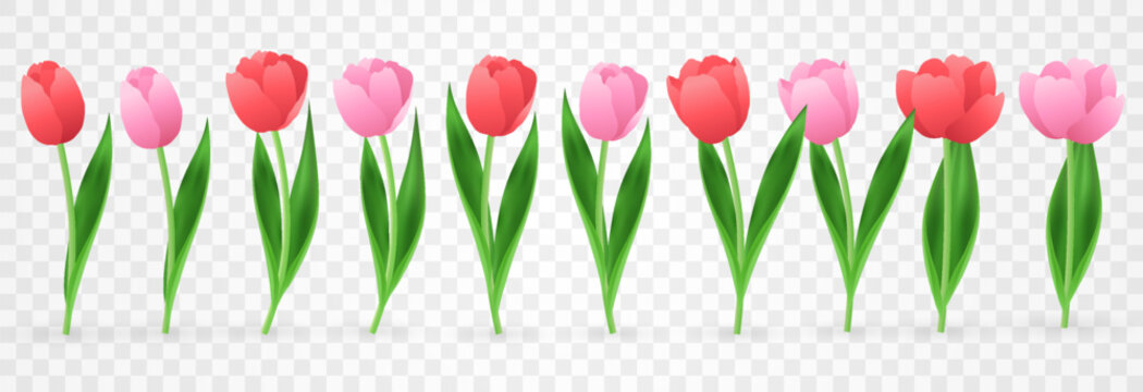 Vector spring tulips set png. Colorful tulip flowers and plant isolated on transparent background. Vector spring floral banner and nature design for World Women's and Mother's Day celebration