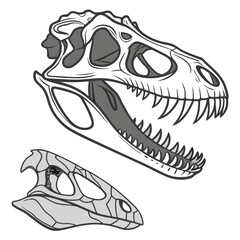 Realistic of dinosaur jaw fossils displayed skull © rrr