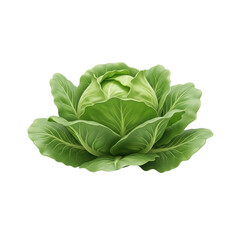 Fresh green cabbage head with layered leaves, isolated on a white background for healthy salads and cooking.