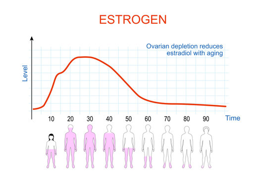 Estrogen levels chart. Aging process in women