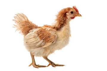 Fototapeta premium Realistic Chicken Isolated on White Background PNG