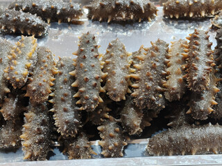 Sea Cucumbers in Rows on Sandy Beach