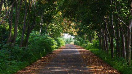 Obraz premium Tree-Lined Path Through Green Forest Tunnel