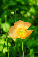 Obraz premium Vibrant Yellow Poppy Flower Blooming in Green Field