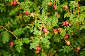 Rosehip, a plant. A genus of plants in the Rosaceae family