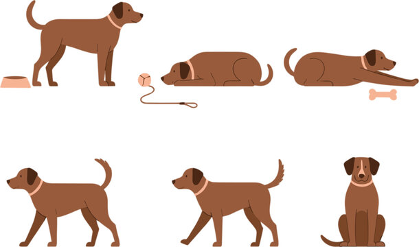 Flat vector set of brown labrador retriever dogs in various poses including standing walking sitting sleeping and playing with food bowl bone and leash for pet care animal themes.