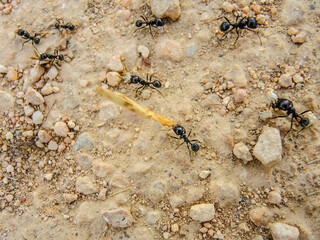 Black ants collecting food from the soil © cribea