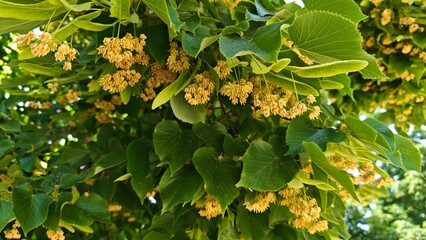 Fototapeta premium Linden tree branches with green leaves and blooming yellow flowers in natural sunlight. The image represents nature harmony seasonal growth and the beauty of flowering trees