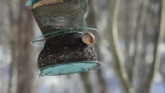 Roselin familier &agrave; la mangeoir en hiver, Qu&eacute;bec, Canada.