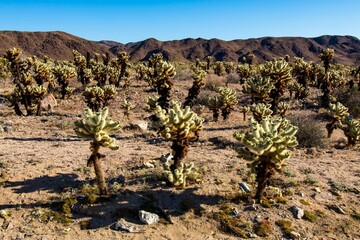 Dense Joshua tree field in arid desert terrain