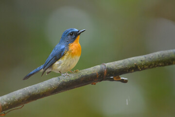 Naklejka premium Indochinese Blue Flycatcher , tickell's blue flycatcher(Cyornis tickelliae) birdwatching in the forest.