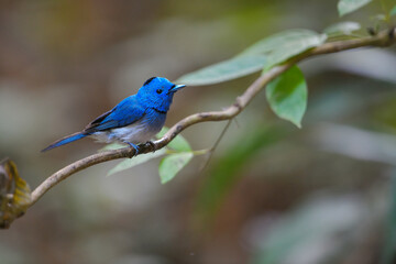 Black-naped Monarch, Hypothymis azurea An adult male The beak is wide birdwatching in natural habitat
