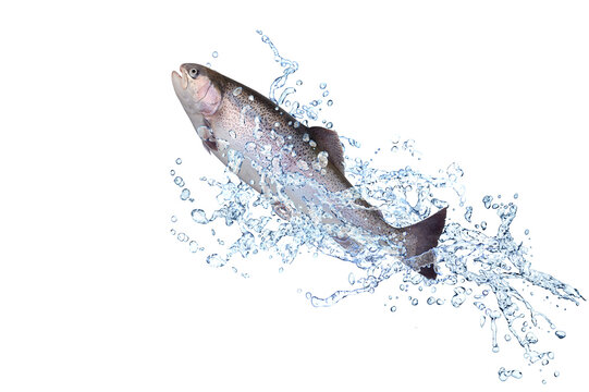 Fische 191