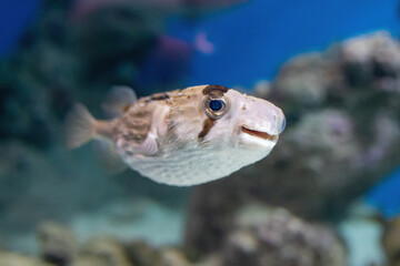 Porcupine puffer or long-spine porcupinefish (Diodon holocanthus) © Анна Перфилова