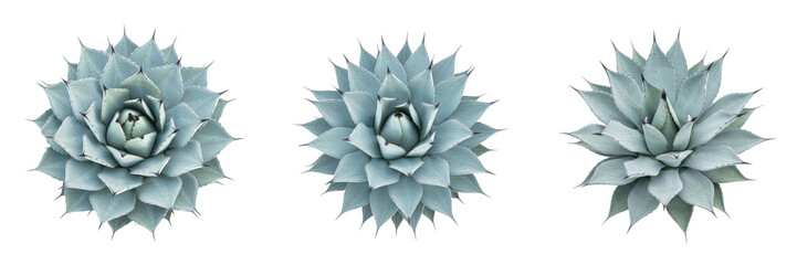 Set of three agave succulent plants isolated on white background, top view of desert flora for minimalist design. © jamilkhan