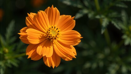 Close up of an orange cosmos flower in a garden. Vibrant sulfur cosmos bloom with yellow center. Macro photography of a single orange wildflower on blurred green background