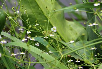 Alisma plantago-aquatica grows in the shallows of the river
