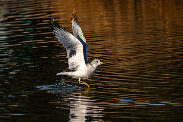 Seagull in Flight
