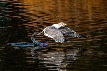 Seagull in Flight
