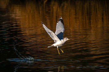 Seagull in Flight