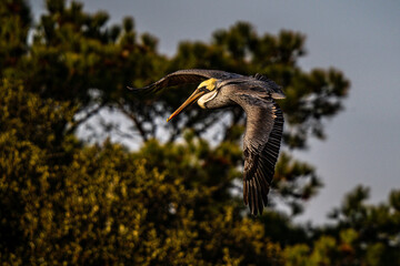 Pelican in Flight