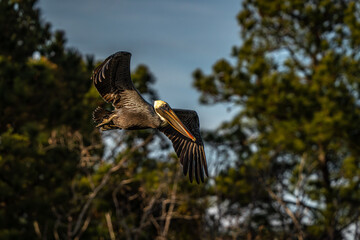 Pelican in Flight