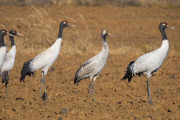 Black-necked Cranes at Caohai Wetland, Guizhou