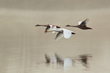 Obraz premium Three swans fly low along the river