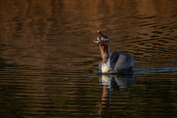 Pelican Feeding in the Pond