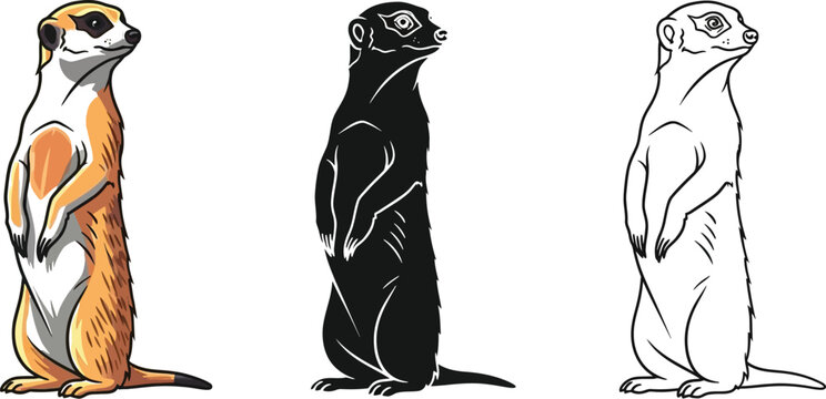 Set of three standing meerkat illustrations showing color silhouette and outline drawing variations for design projects
