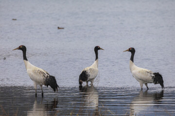 Fototapeta premium Black-Necked Cranes at Caohai Wetland, Guizhou