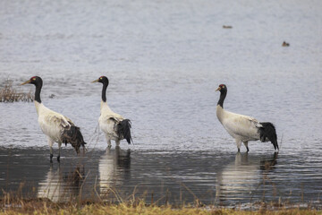 Obraz premium Black-Necked Cranes at Caohai Lake, Guizhou