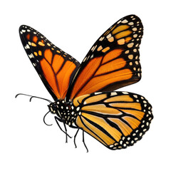 Obraz premium Vibrant orange butterfly with black veins and white spots isolated on transparent background