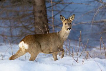 Roe deer in snow-covered forest © Ernst Vikne