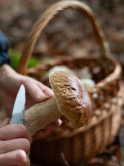 Delicious porcini mushroom - autumn picking boletus edilus fungi, culinary delicacy. Gourmet food ingredients for fine dining.