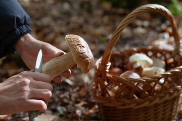 Delicious porcini mushroom - autumn picking boletus edilus fungi, culinary delicacy. Gourmet food ingredients for fine dining.