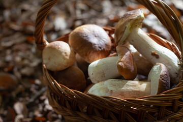 Delicious porcini mushroom - autumn picking boletus edilus fungi, culinary delicacy. Gourmet food ingredients for fine dining.