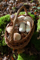 Delicious porcini mushroom - autumn picking boletus edilus fungi, culinary delicacy. Gourmet food ingredients for fine dining.