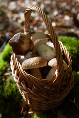 Delicious porcini mushroom - autumn picking boletus edilus fungi, culinary delicacy. Gourmet food ingredients for fine dining.